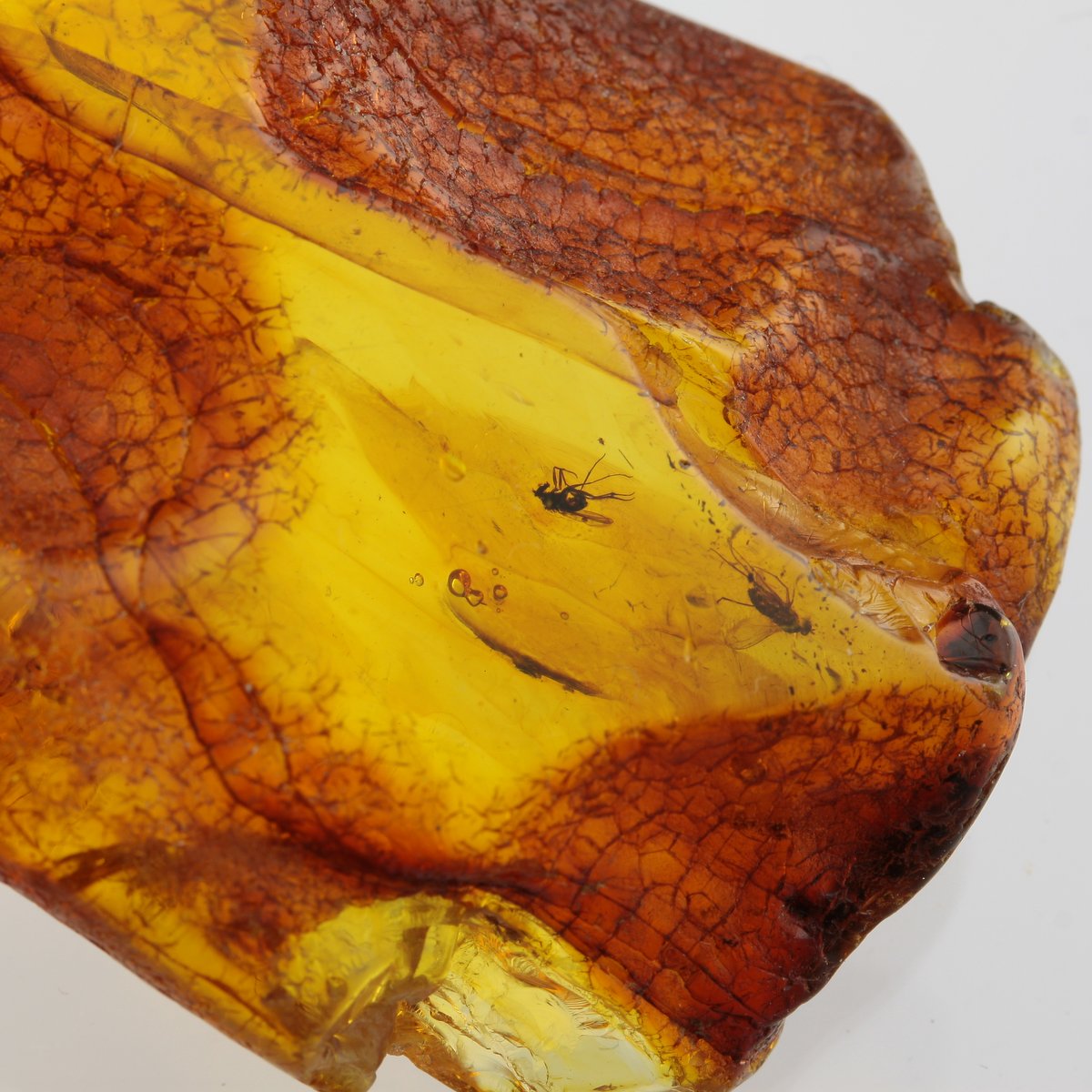 Insect inclusions in Baltic amber fossil large stone.