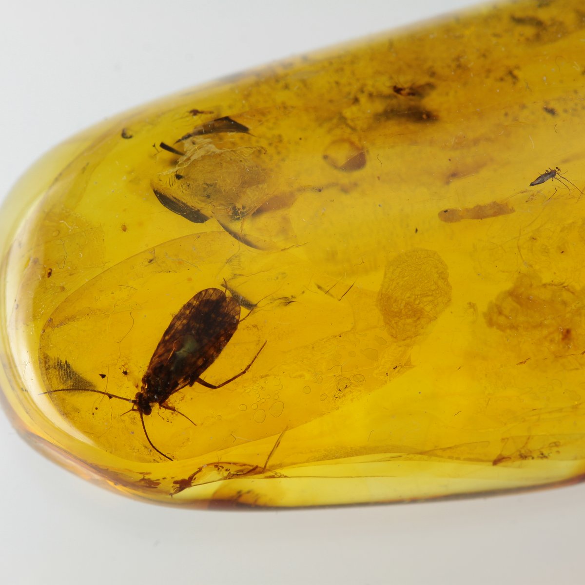 Genuine Baltic Amber With Insect Inclusion