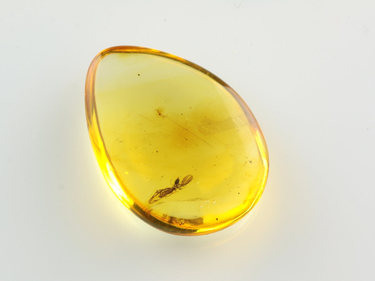 Natural Baltic Amber with Insect Inclusion Fossil Insects in amber 8,8g 6320