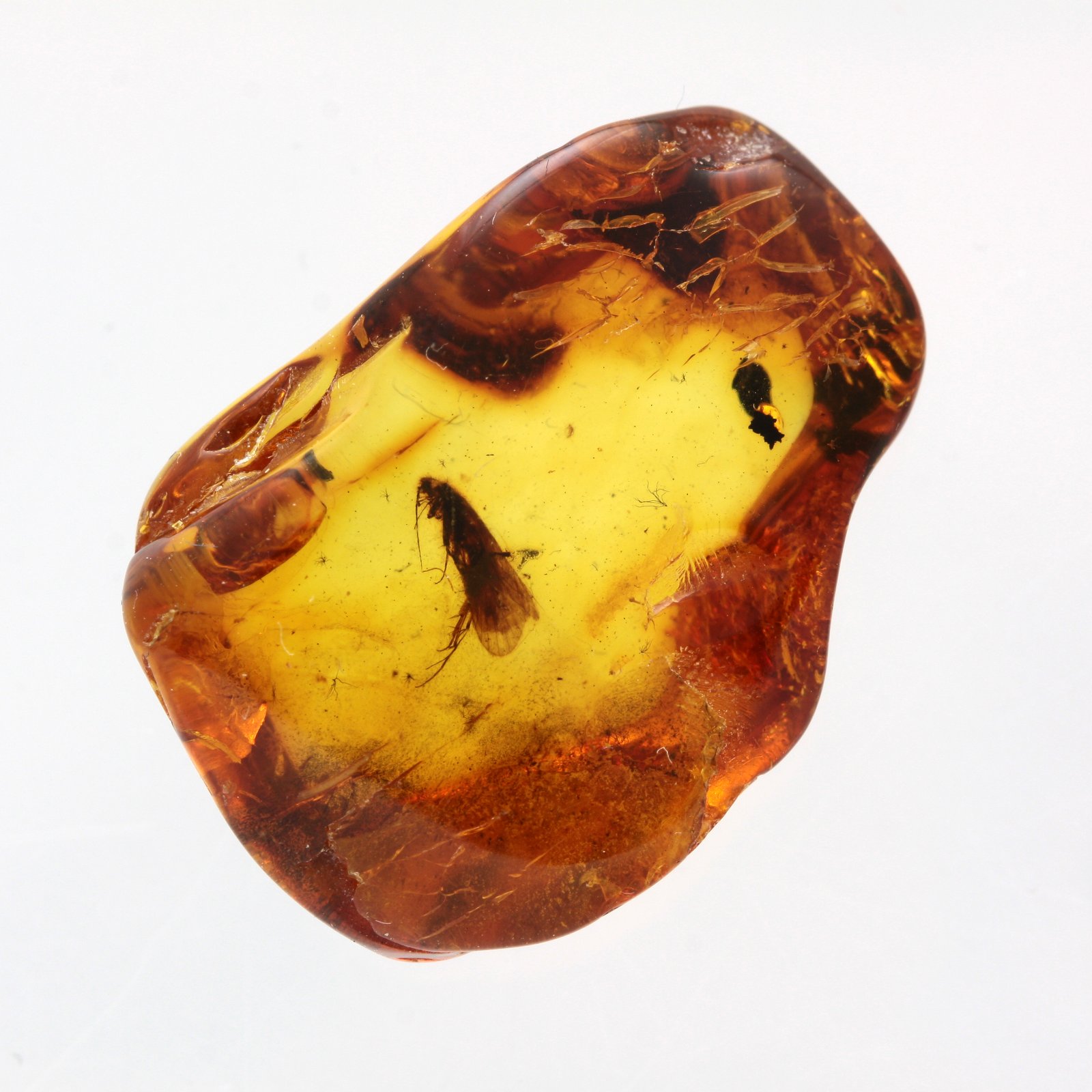 Genuine Baltic Amber With Insect Inclusion
