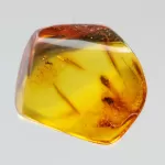 Diptera Insect inclusions in Baltic amber fossil stone