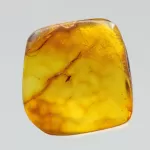 Diptera Insect inclusions in Baltic amber fossil stone