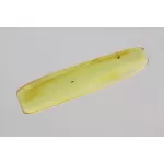 Gnat Insect in Baltic Amber Fossil Specimen