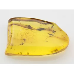 COCKROACH insect inclusion in Baltic amber fossil stone 5g