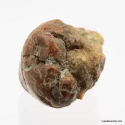 Natural rare Baltic amber resin drop with cracks