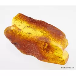 5 Insect inclusions in Baltic amber fossil stone