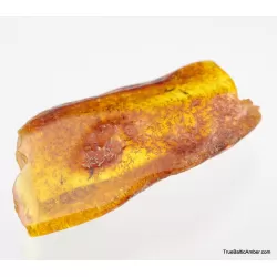 5 Insect inclusions in Baltic amber fossil stone