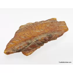 Baltic amber fossil stone with plant print