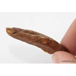 Baltic amber fossil stone with plant print