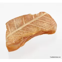 Baltic amber fossil stone with plant print