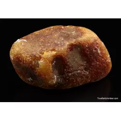 Large Egg Yolk Baltic amber fossil sea stone 146g