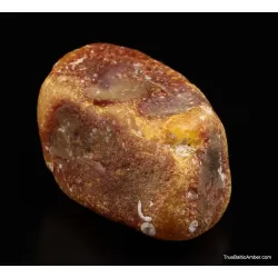 Large Egg Yolk Baltic amber fossil sea stone 146g