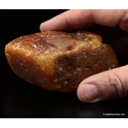 Large Egg Yolk Baltic amber fossil sea stone 146g