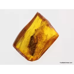 Big COCKROACH in Baltic amber fossil stone