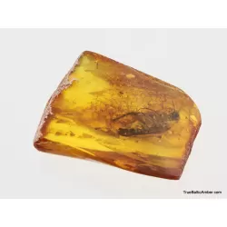Big COCKROACH in Baltic amber fossil stone