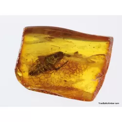 Big COCKROACH in Baltic amber fossil stone