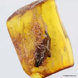 Big COCKROACH in Baltic amber fossil stone