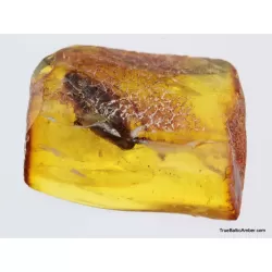 Big COCKROACH in Baltic amber fossil stone