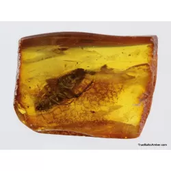 Big COCKROACH in Baltic amber fossil stone