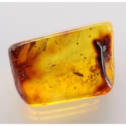 Gnat Insect inclusions in Baltic amber fossil stone