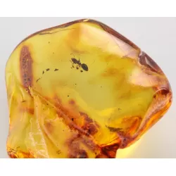 Ant Insect inclusions in Baltic amber fossil stone