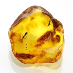 Ant Insect inclusions in Baltic amber fossil stone
