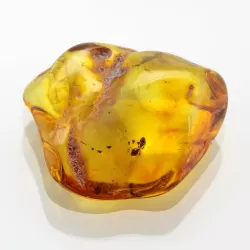Ant Insect inclusions in Baltic amber fossil stone