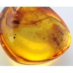 Ant Insect inclusions in Baltic amber fossil stone