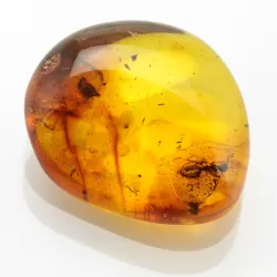 Ant Insect inclusions in Baltic amber fossil stone