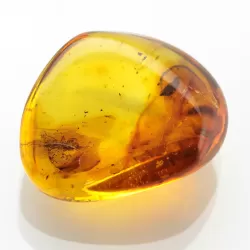 Ant Insect inclusions in Baltic amber fossil stone