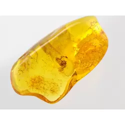 Insect inclusions in Baltic amber fossil stone