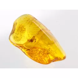 Insect inclusions in Baltic amber fossil stone