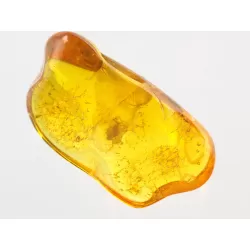 Insect inclusions in Baltic amber fossil stone