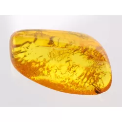 Insect inclusions in Baltic amber fossil stone