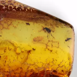 Swarm Insect inclusions in Baltic amber fossil stone