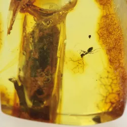 Insect inclusions in Baltic amber fossil stalactite stone
