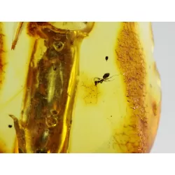 Insect inclusions in Baltic amber fossil stalactite stone