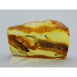 Insect inclusions in Baltic amber fossil stalactite stone