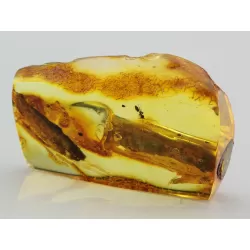 Insect inclusions in Baltic amber fossil stalactite stone