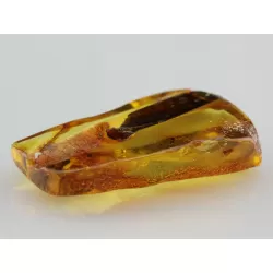Insect inclusions in Baltic amber fossil stalactite stone
