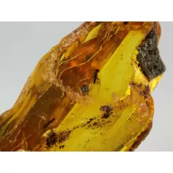 Insect inclusions in Baltic amber fossil large stone