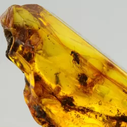 Insect inclusions in Baltic amber fossil large stone