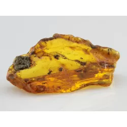 Insect inclusions in Baltic amber fossil large stone