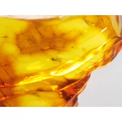 Insect inclusions in Baltic amber fossil large stone