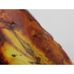Insect inclusions in Baltic amber fossil large stone