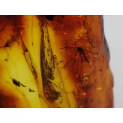 Insect inclusions in Baltic amber fossil large stone