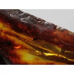 Insect inclusions in Baltic amber fossil large stone