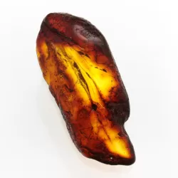 Insect inclusions in Baltic amber fossil large stone