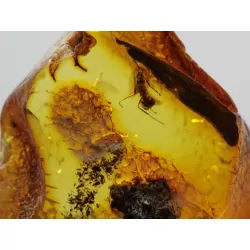 Insect inclusions in Baltic amber fossil large stone