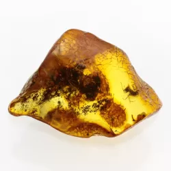 Insect inclusions in Baltic amber fossil large stone
